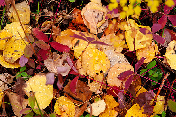 Fall color leaves wet with raindrops on ground detail background image. Scattered leaves in montane aspen forest.
