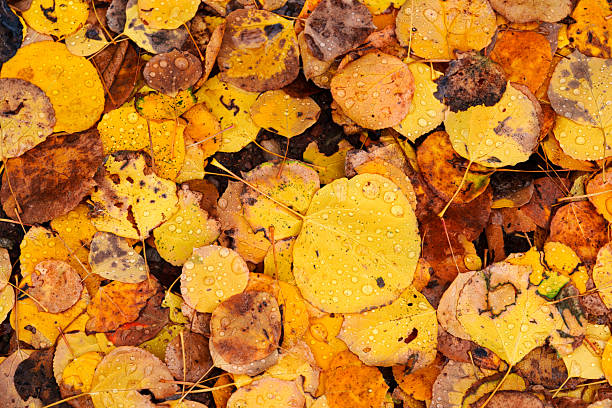 Fall color leaves wet with raindrops on ground detail background image. Scattered leaves in montane aspen forest.