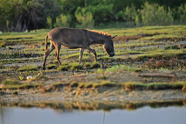 Donkeys, domesticated equids related to horses, are known for their long ears, distinctive bray, and resilience in arid environments. They are intelligent, social, and widely used as pack animals.