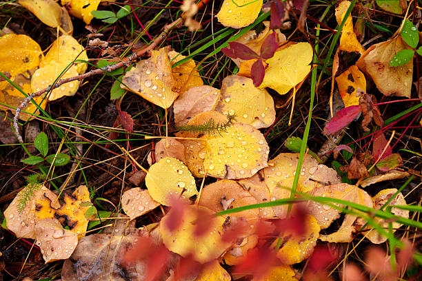 Fall color leaves wet with raindrops on ground detail background image. Scattered leaves in montane aspen forest.