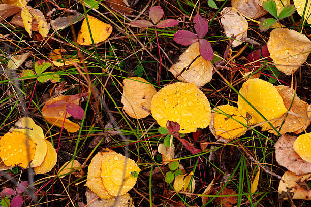 Fall color leaves wet with raindrops on ground detail background image. Scattered leaves in montane aspen forest.