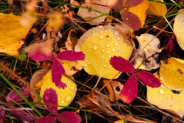 Fall color leaves wet with raindrops on ground detail background image. Scattered leaves in montane aspen forest.