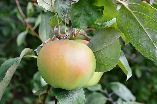 istock Green Apple Ripening on a Tree Branch in an Orchard close up 2240603652