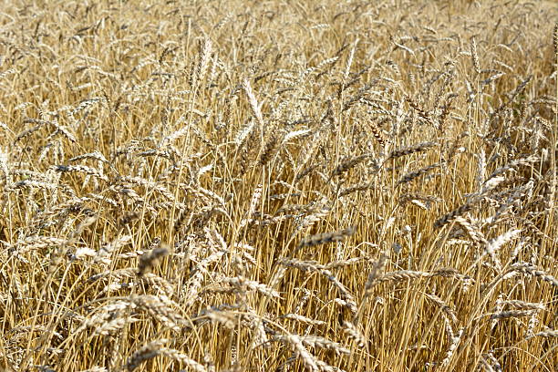 Golden Wheat Field Ready for Harvest wheat background