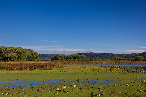 istock Mississippi River Backwaters In Early Autumn 2240606765