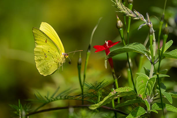 Butterfly on flower. Summer meadow