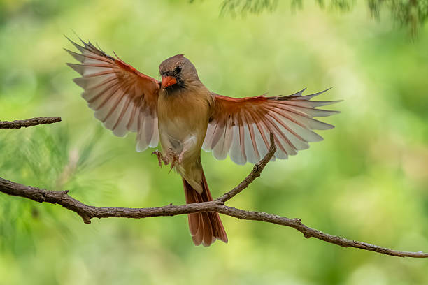 istock A male cardinal landing on a branch 2240607825
