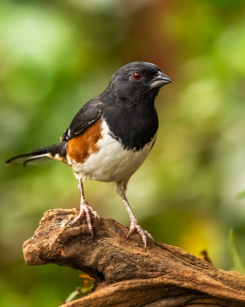 istock A male Eastern towhee perched on a branch 2240607826