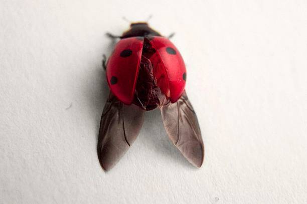 Ladybug