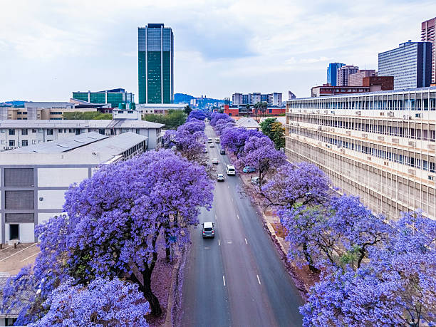 Jacaranda trees blooming in Pretoria with the Union Buildings seen in the distance.