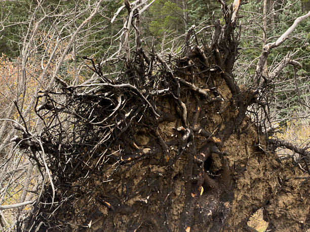 Uprooted tree laying on the ground exposing a complex network of roots and soil