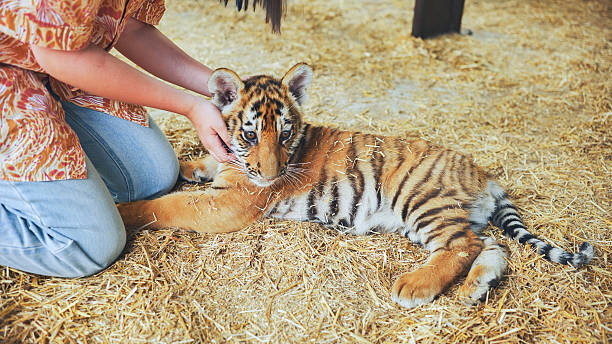 istock Zookeeper taking care of a beautiful tiger cub lying on straw 2240613817