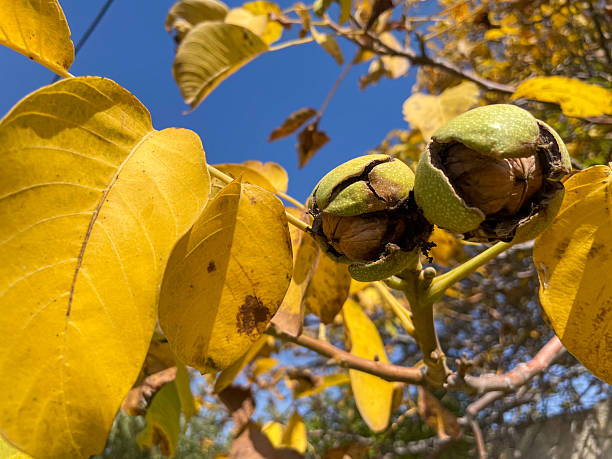 istock Walnut tree with yellow autumn leaves and ripe walnuts 2240614204