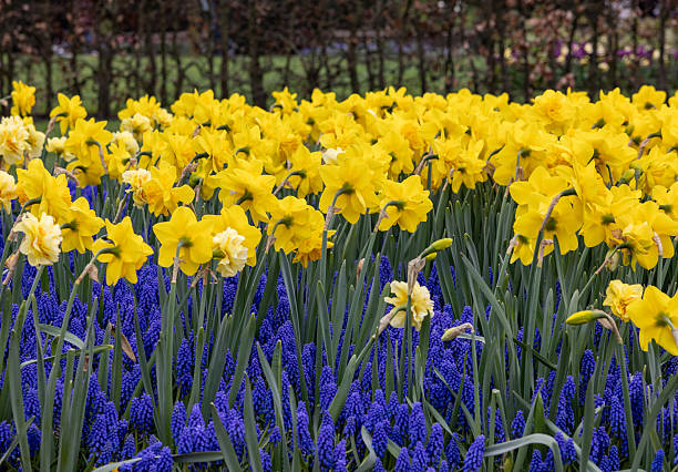 istock yellow daffodils and blue hyacinths blooming in a garden 2240617534