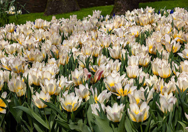 White and yellow tulip called Milka. Tulips are divided into groups that are defined by their flower features