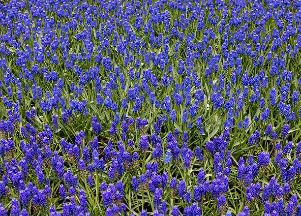 blue muscari flowers blooming in a garden