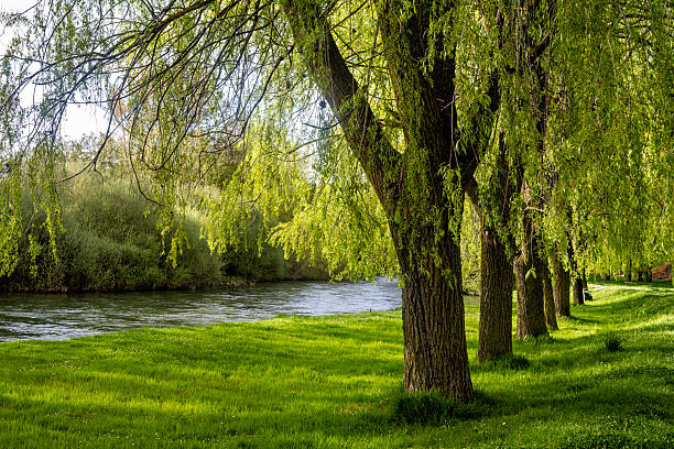 Serene view of the Carrion River with overhanging willow trees and a sunlit grassy riverbank in Carrion de los Condes, Spain
