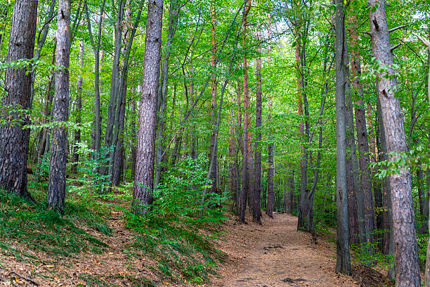 Green spring forest landscape background