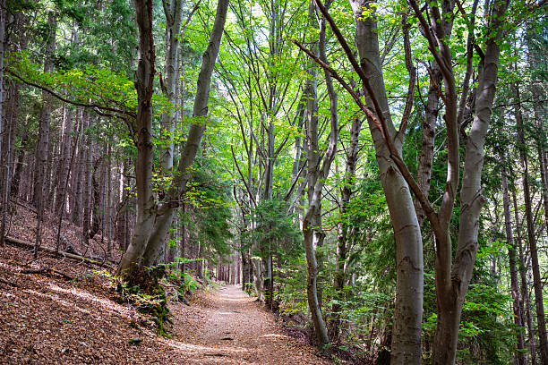 Green spring forest landscape background