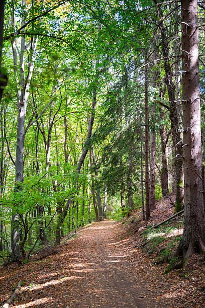 istock Path in Green spring forest . Vitosha Mountain ,Bulgaria 2240618975