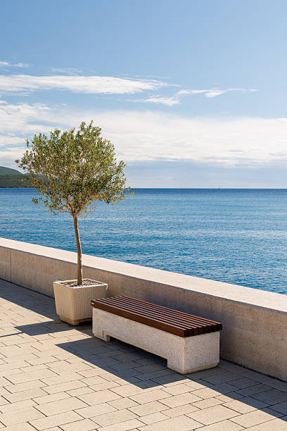 istock Olive tree and cozy bench on the Mediterranean seaside promenade 2240619252