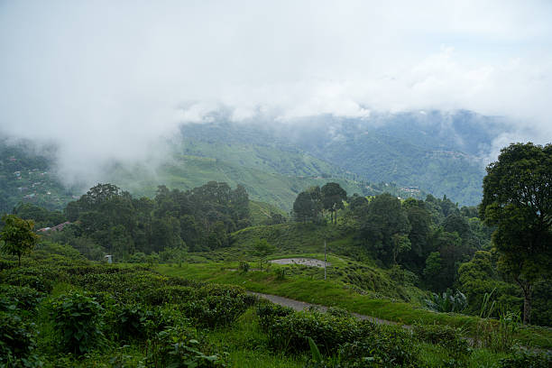 istock Tea gardens, Landscape and geo-natural diversity around Darjeeling 2240619413