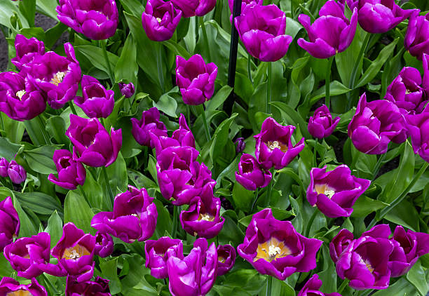 Fields of flowering tulips where flower bulbs are grown on Goeree-Overflakkee attracting dutch tourist
