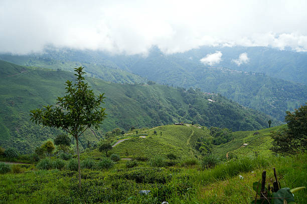 istock Tea gardens, Landscape and geo-natural diversity around Darjeeling 2240619966