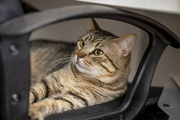 istock A cute striped cat resting half hidden in a swivel black chair 2240620614