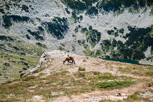 Wild goats in the summer mountain .Pirin Mountain ,Bulgaria