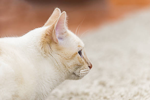 Profile of a white kitten with some tan hairs