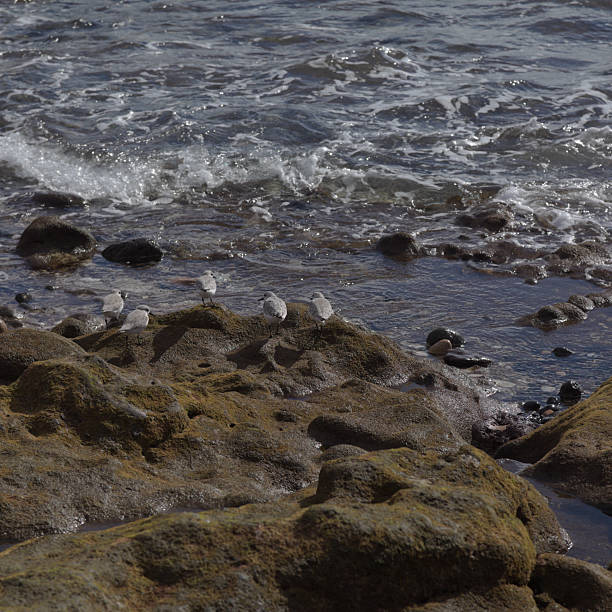 Fauna of Canary Islands - Sanderling, Calidris alba
