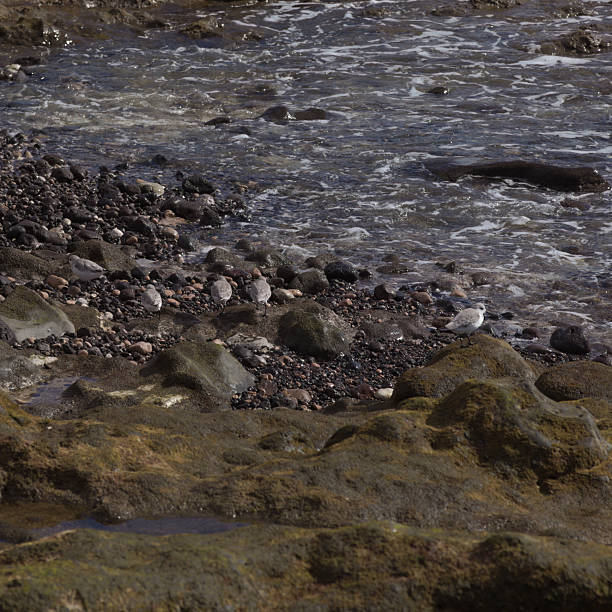 Rocky coast