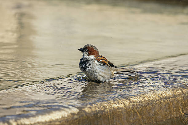 A small sparrow bathing in a small artificial pool in an urban park with fresh water