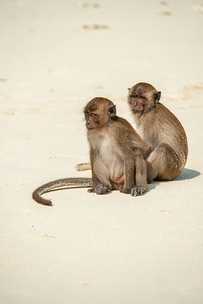 istock Young monkeys and robbers sitting on the sand at monkey beach on Phi Phi island in Thailand 2240622358