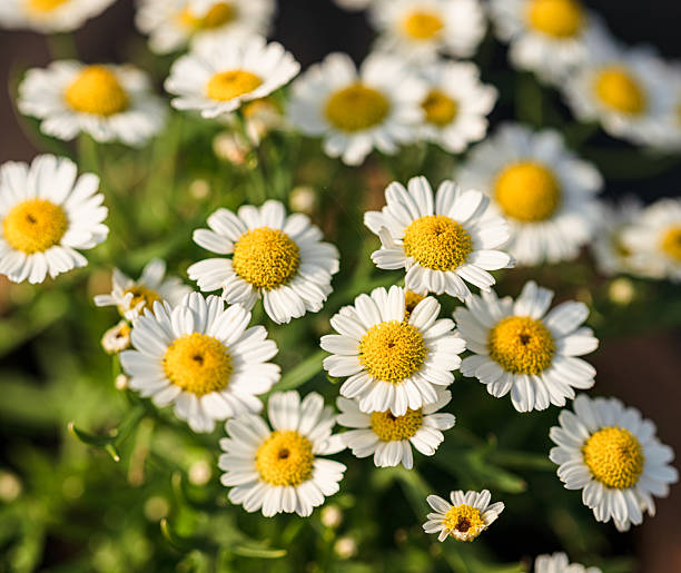 istock Blooming white daisies with yellow centers.. 2240622680
