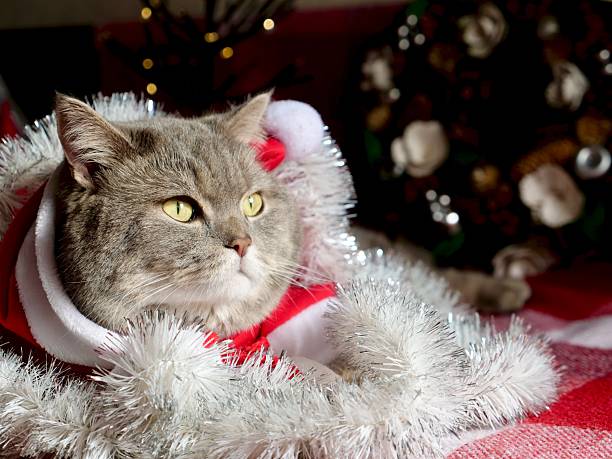 Cute Scottish Straight cat dressed in a Santa Claus red costume, posing among festive silver tinsel on a blanket, Christmas 2026 and Happy New Year