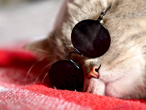 istock Funny Cat Portrait on  Christmas 2026 2240624388