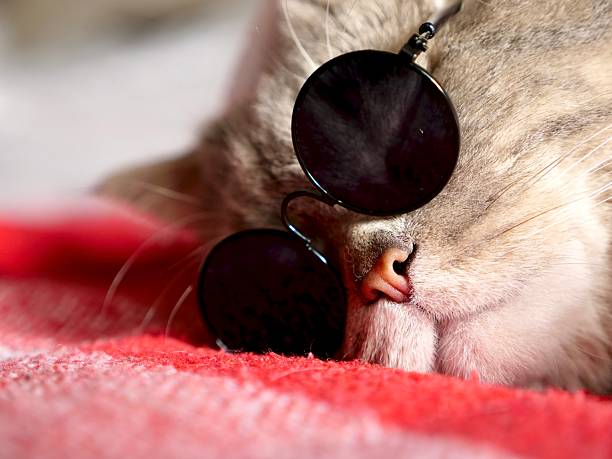 istock Funny Cat Portrait on  Christmas 2026 2240624391
