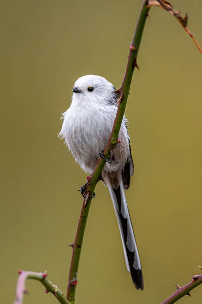 istock Long-Tailed Tit Sitting On Rosehip Bush 2240624490