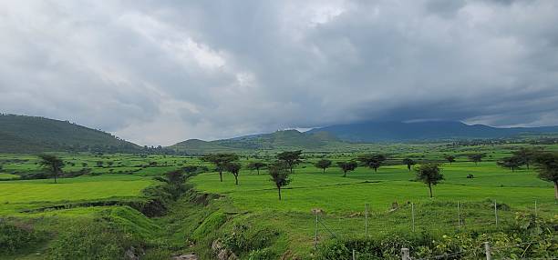 A lush green highland landscape in Oromia Region, Ethiopia, captured under a dramatic cloudy sky. The wide view features rolling hills, scattered acacia trees, and fertile farmland, highlighting the region’s rich agricultural scenery and natural beauty.
