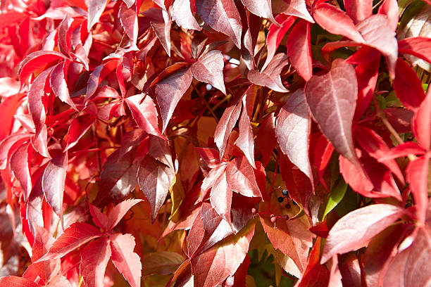 istock Vibrant red leaves of climbing decorative grape vine create a stunning backdrop, showcasing intricate textures and colors, ideal for nature-themed projects with copy space 2240626885