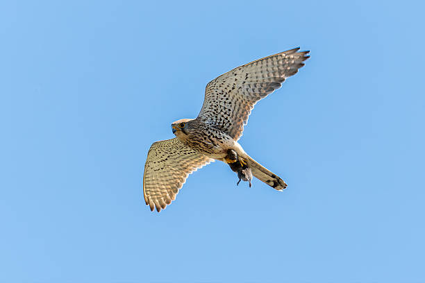 istock Common kestrel (Falco Tinnunculus) in flight with a mouse in its claws, Blue sky, copy space. 2240627885