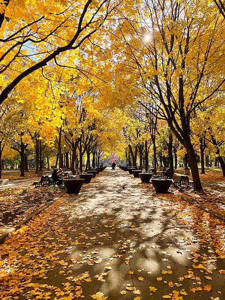 istock Benches under golden autumn trees in Montreal park 2240628286