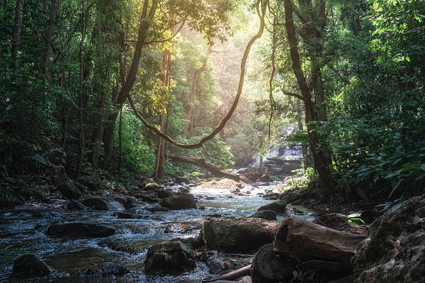 istock Peaceful forest stream flowing over rocks with waterfall in background and sunlight filtering through dense jungle in Doi Inthanon National Park, Chiang Mai, Thailand. Ecotourism 2240629579