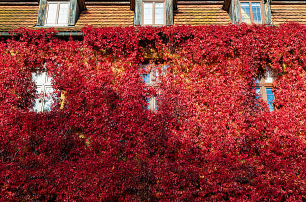 istock Residential building facade overgrown with wild grape 2240630042