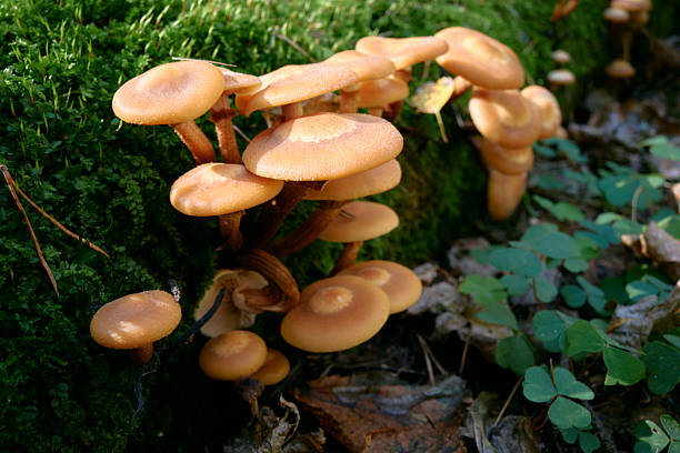 istock Mushroom close-up growing in green moss 2240630253
