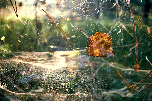 Close up view of yellow dry autumn leaves in a spider web on background of blurred green grass. Back light, sunlight. Abstract nature minimal background
