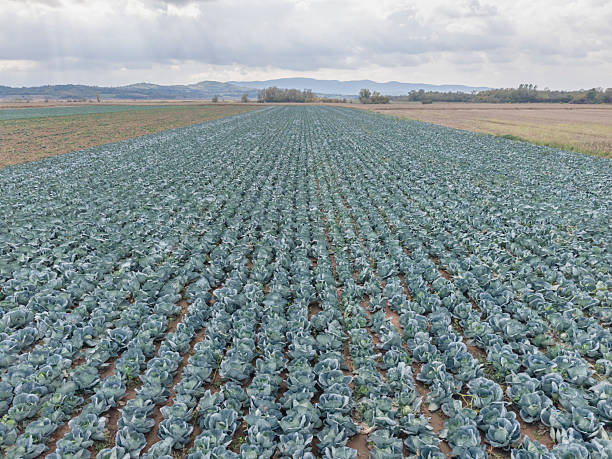 Field of ripening green and red cabbage