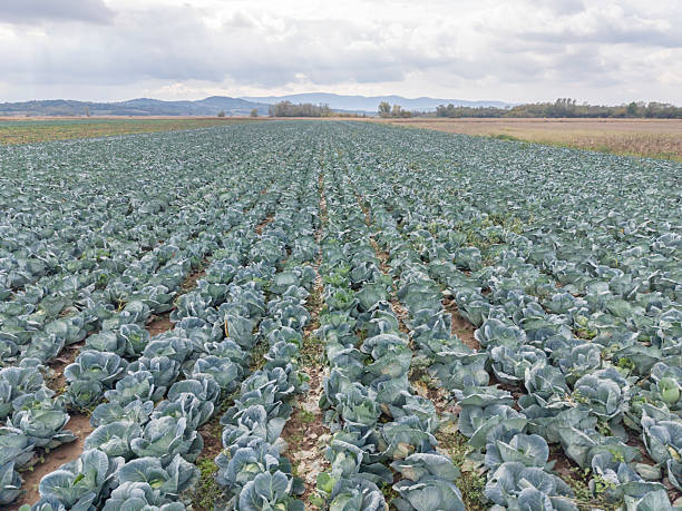 istock Abundant ripe cabbage agricultural field 2240633310